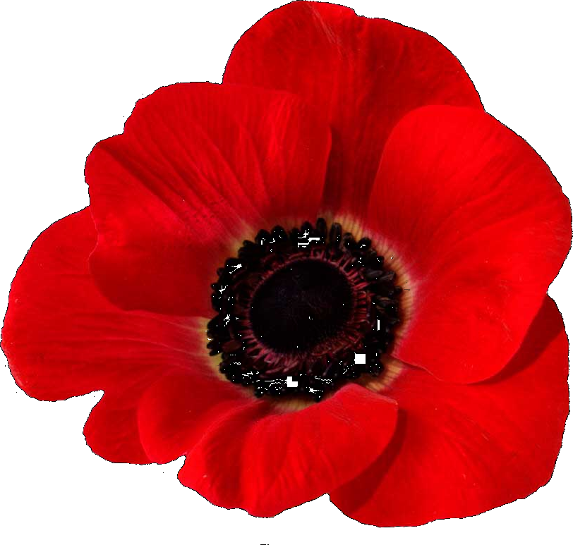 Plant Flower Fields Flanders In Remembrance Poppy Transparent PNG Image