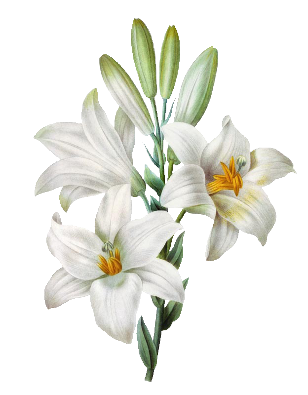 Flower Painting Watercolor Madonna Lily Easter Transparent PNG Image