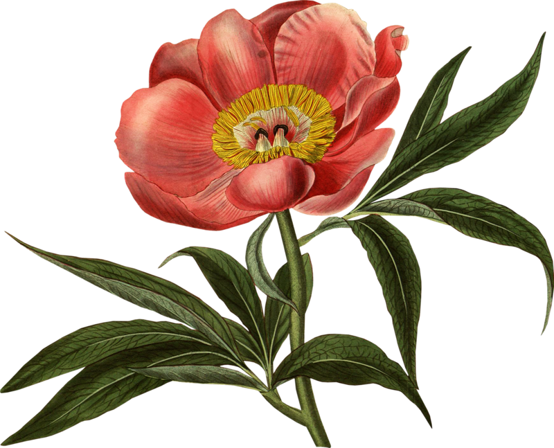 Botany Plant Flower Art Illustration Flowering Botanical Transparent PNG Image