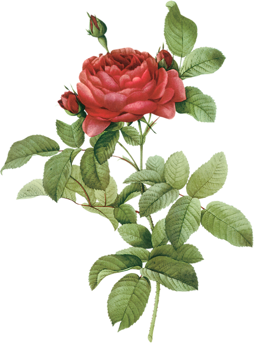 Botany Flower Rose Illustration French Botanical Transparent PNG Image