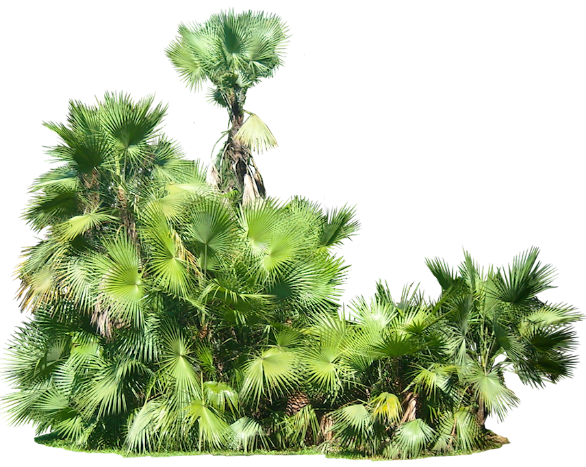 Plants Picture Transparent PNG Image