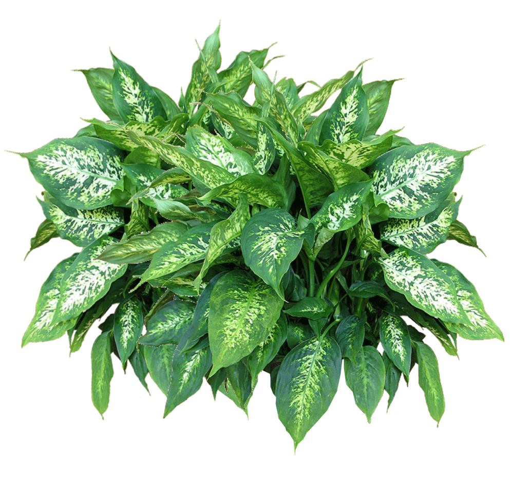 Plants Free Download Png Transparent PNG Image