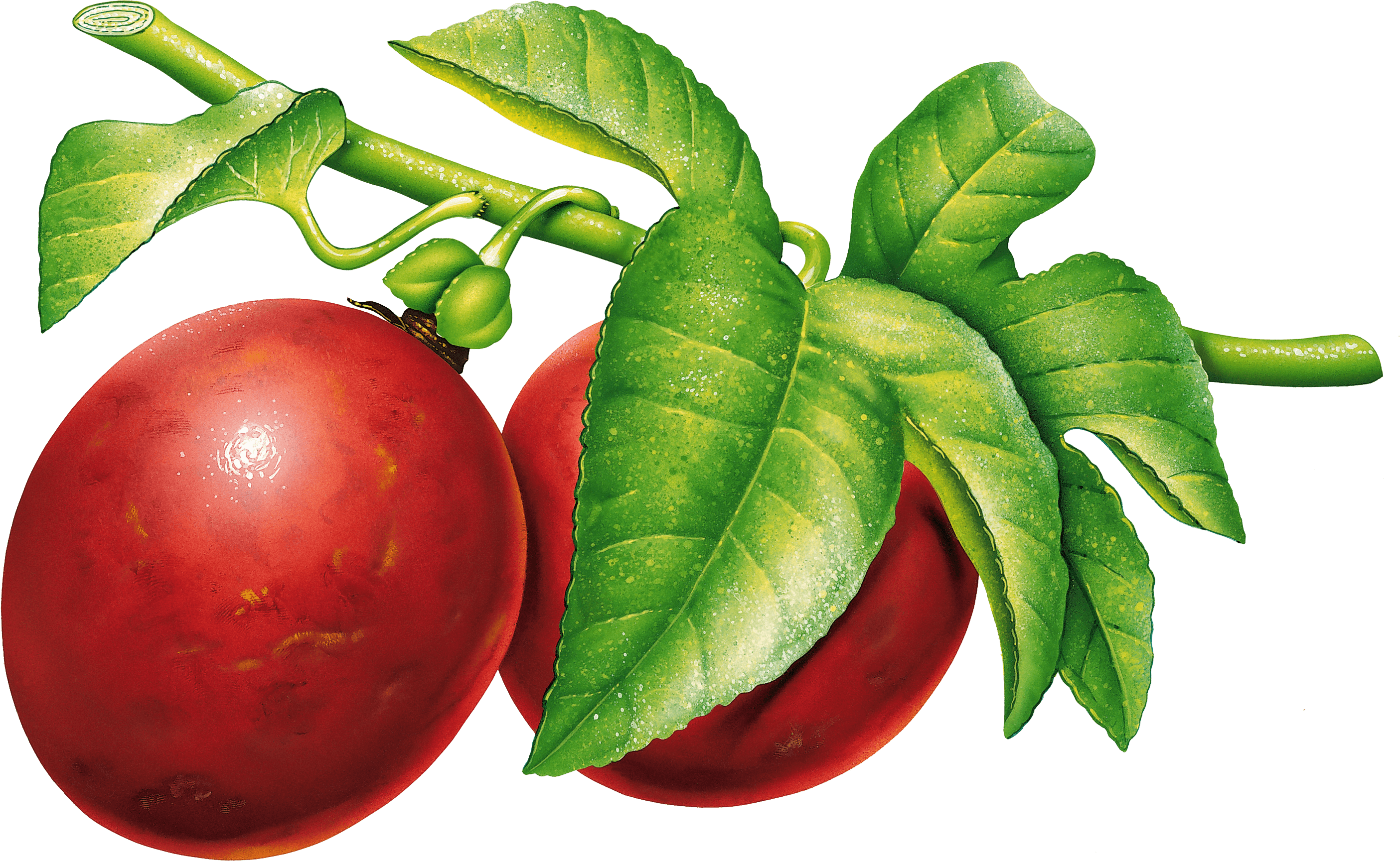 Plum Png Image Transparent PNG Image