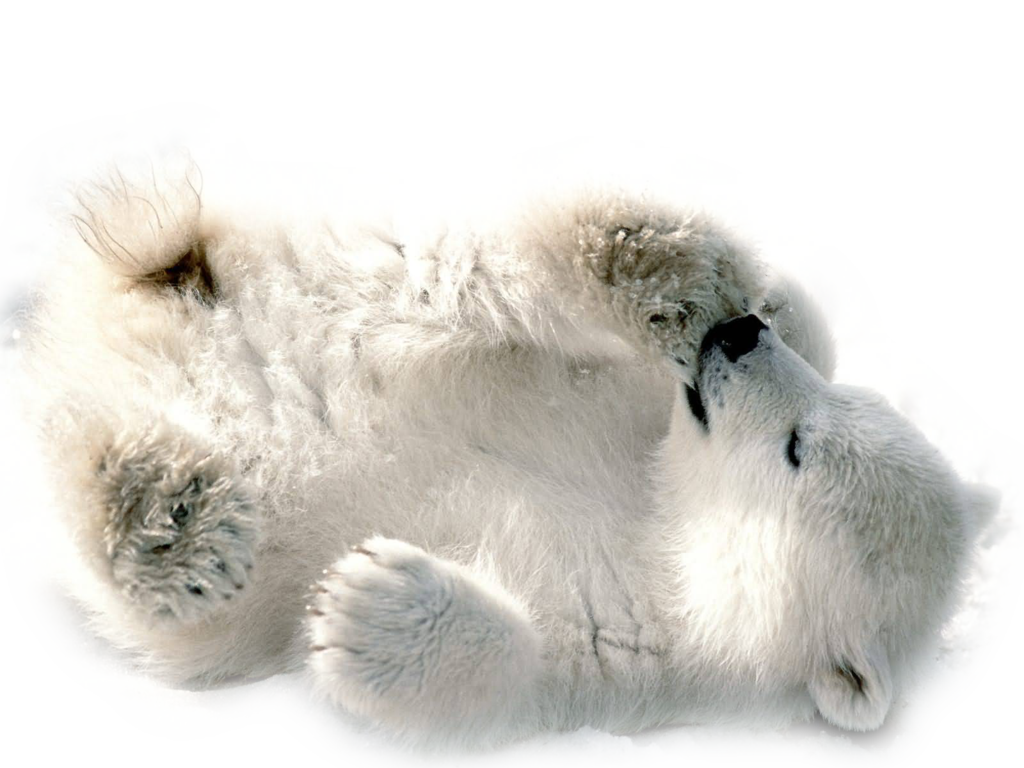 Polar Bear Picture Transparent PNG Image