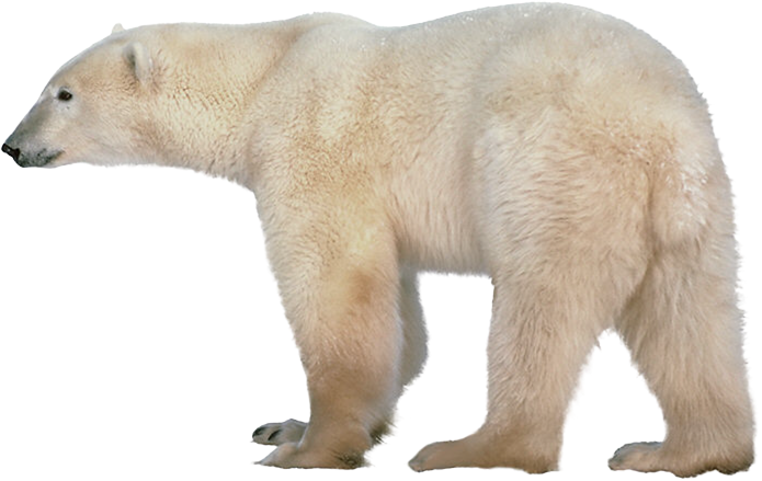 Polar Bear Transparent Transparent PNG Image