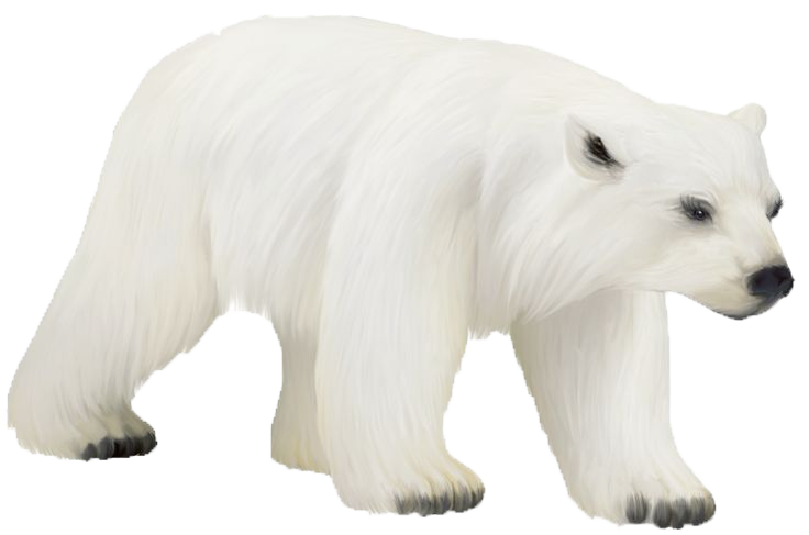 Polar Bear Photos Transparent PNG Image