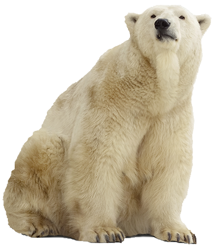 Polar Bear Transparent PNG Image