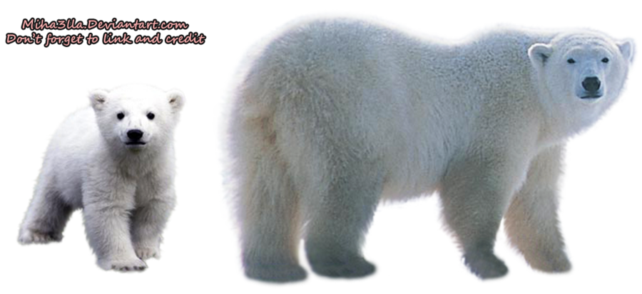 Polar Bear Transparent Background Transparent PNG Image