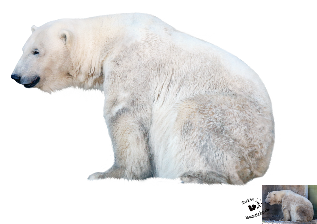 Polar Bear File Transparent PNG Image