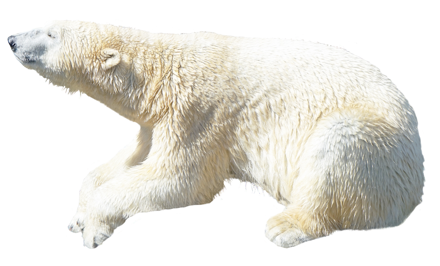 Polar Bear Image Transparent PNG Image