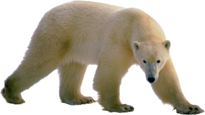 Polar Bear Png Clipart Transparent PNG Image