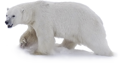 Polar Bear Png Image Transparent PNG Image