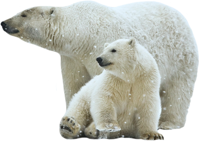 Polar Bear Free Download Png Transparent PNG Image