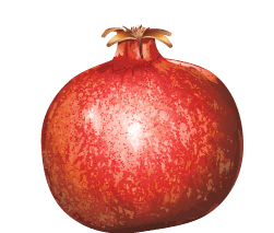 Pomegranate Png Image Transparent PNG Image