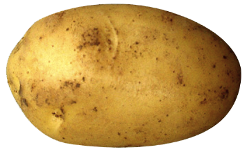 Potato Png Clipart Transparent PNG Image