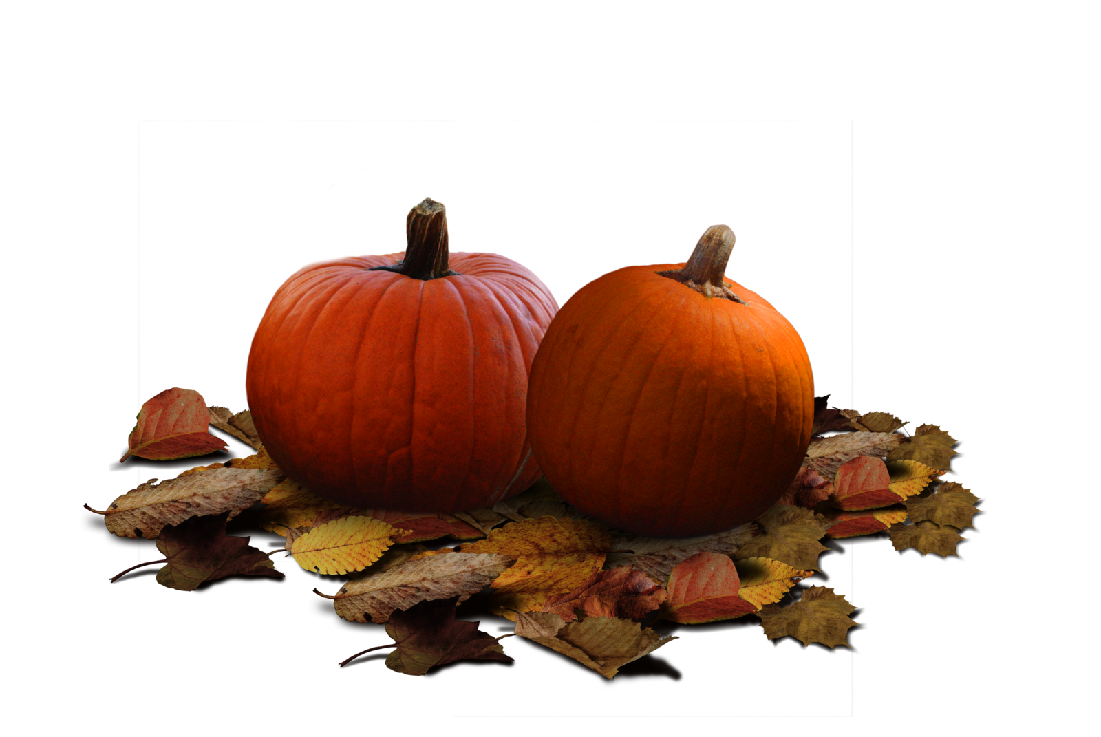 Real Pumpkin Clipart Transparent PNG Image