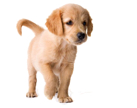 Golden Retriever Puppy Image Transparent PNG Image