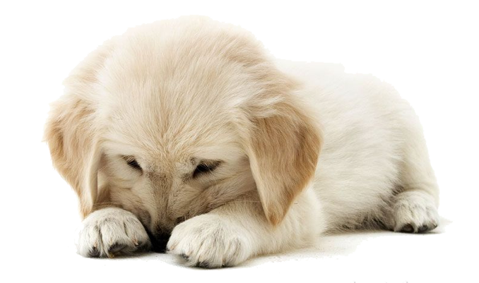 Golden Retriever Puppy Clipart Transparent PNG Image