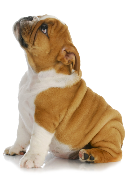 Puppy Clipart Transparent PNG Image