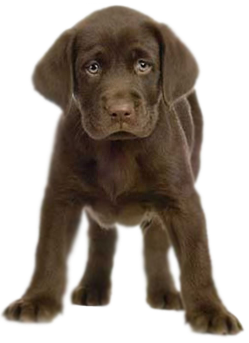 Puppy Transparent Transparent PNG Image