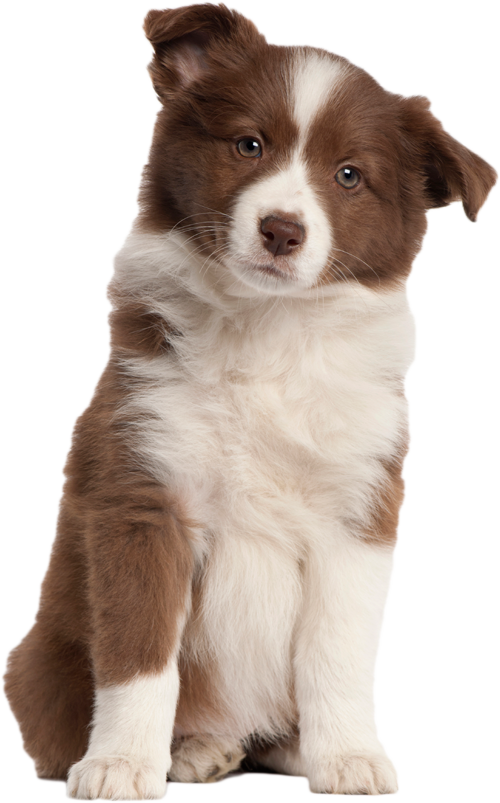 Puppy Transparent Image Transparent PNG Image