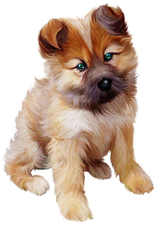 Puppy Photos Transparent PNG Image