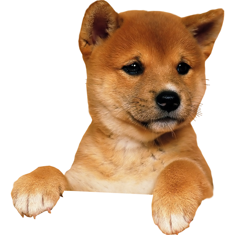 Puppy Image Transparent PNG Image