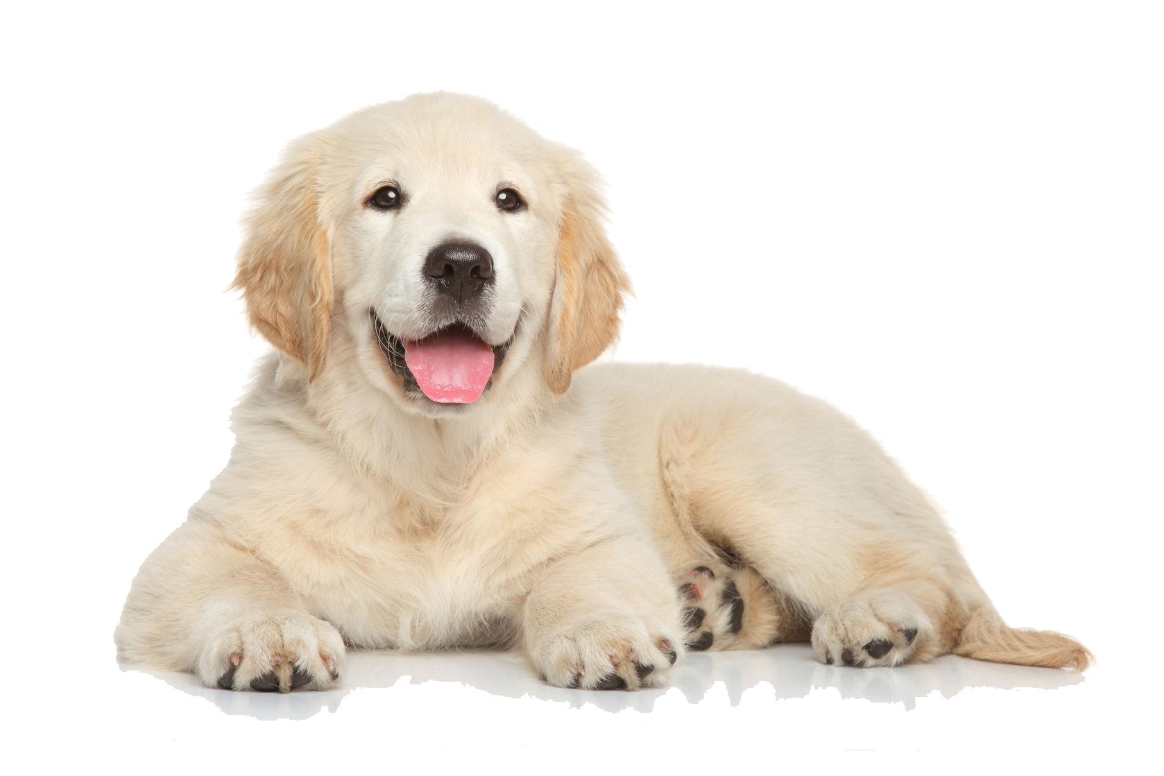 Golden Retriever Puppy File Transparent PNG Image