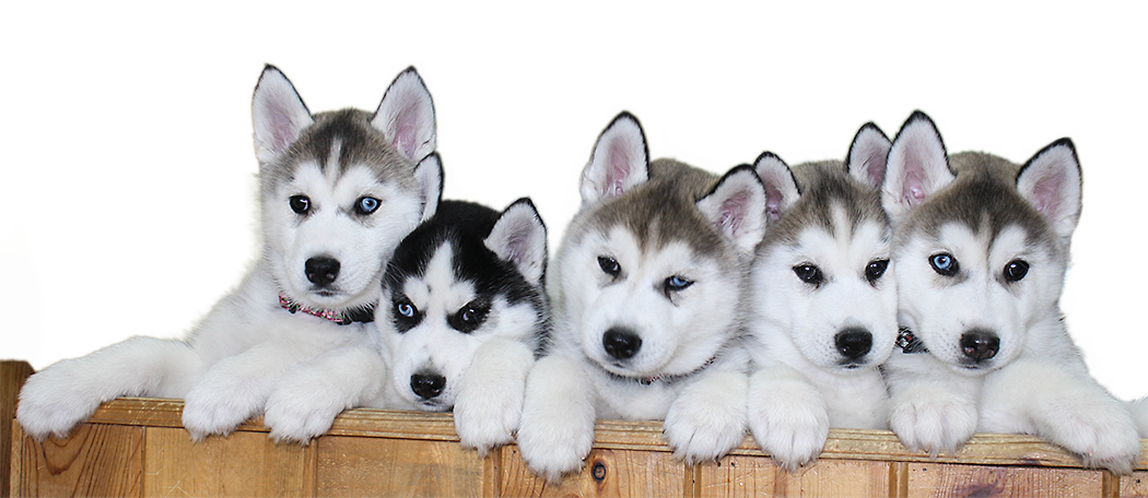 Siberian Husky Puppy File Transparent PNG Image