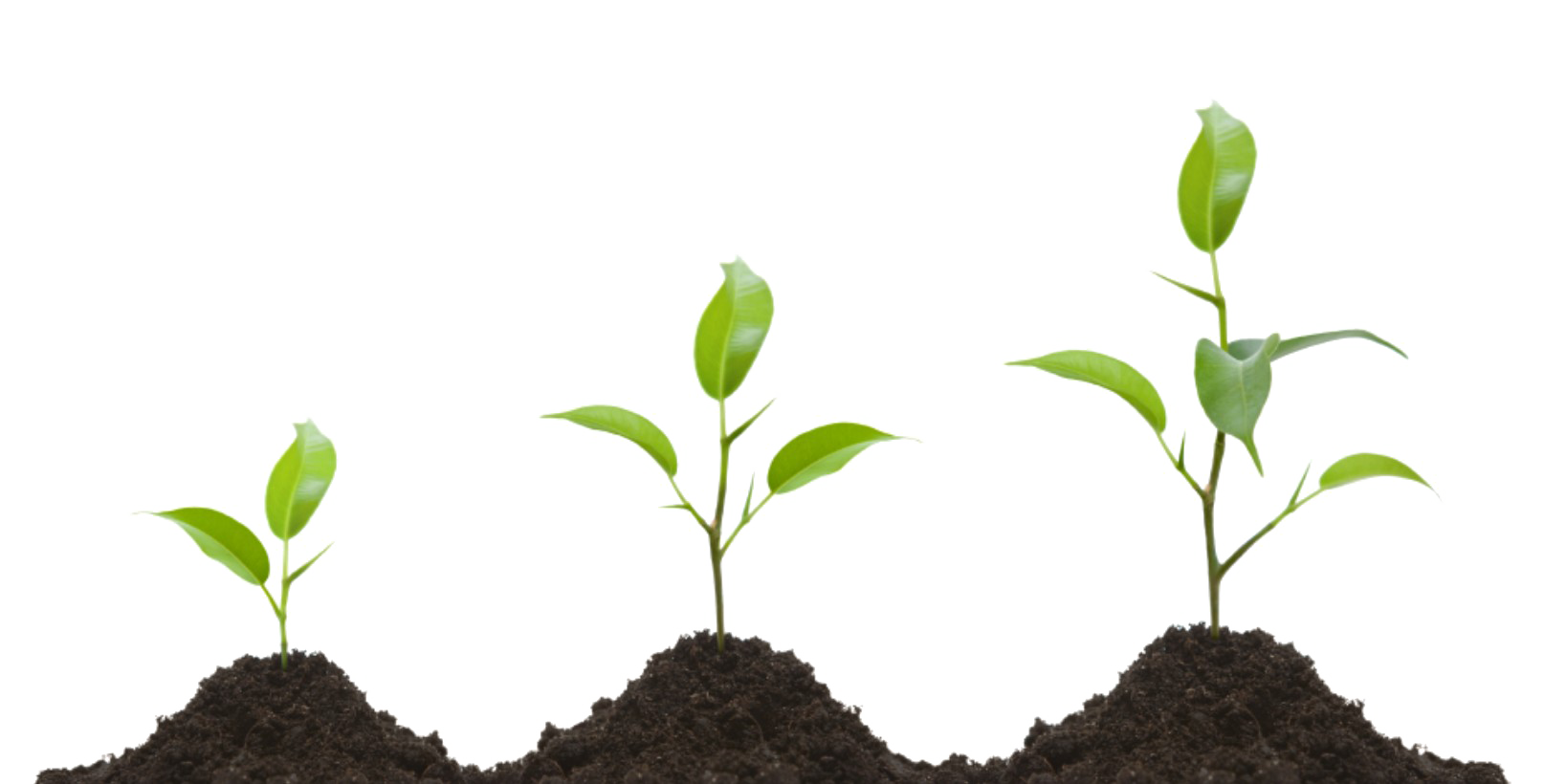 Grow Image HQ Image Free PNG Transparent PNG Image