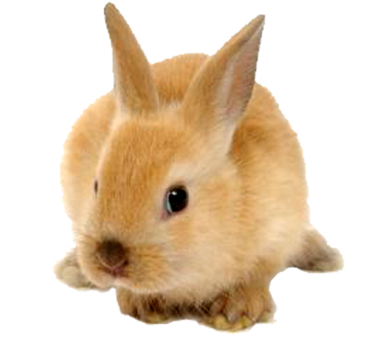 Rabbit Png Image Transparent PNG Image