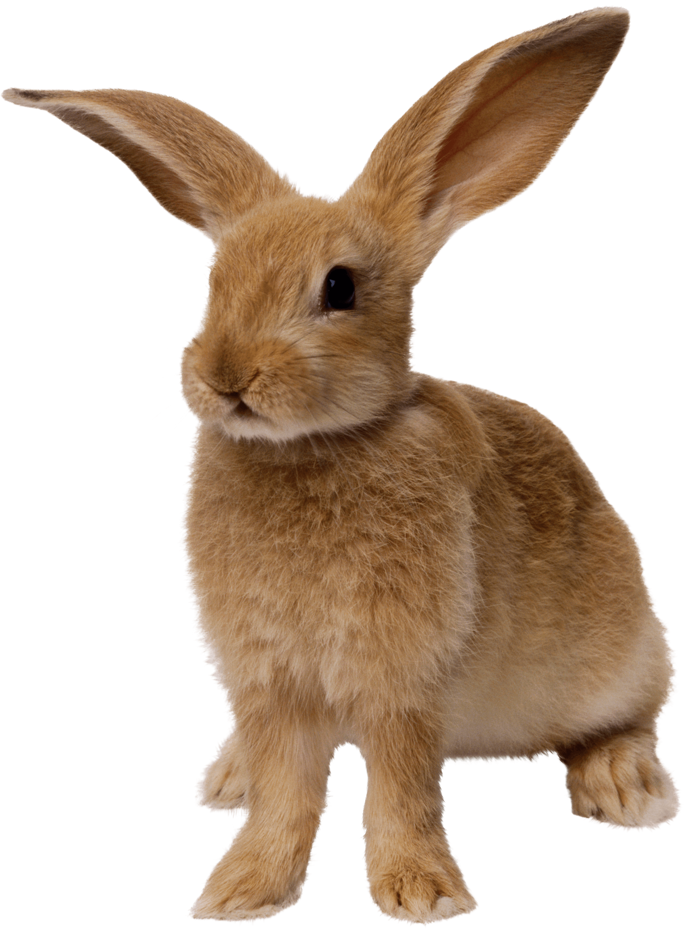 Rabbit Png Image Transparent PNG Image