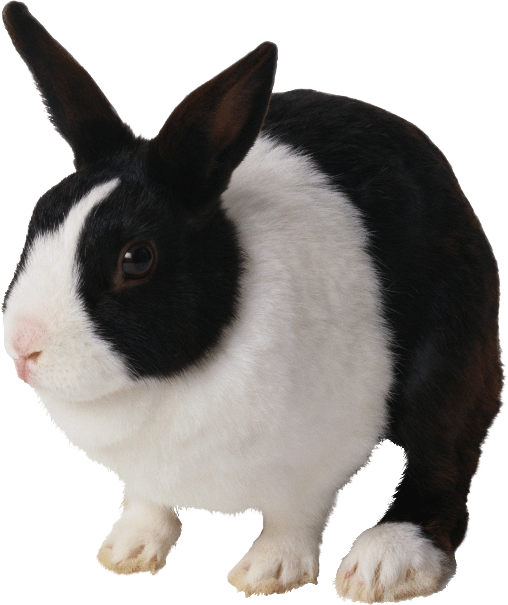 Rabbit Png Image Transparent PNG Image