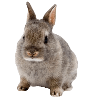 Rabbit Png Image Transparent PNG Image