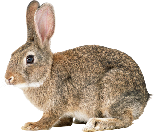 Rabbit Png File Transparent PNG Image