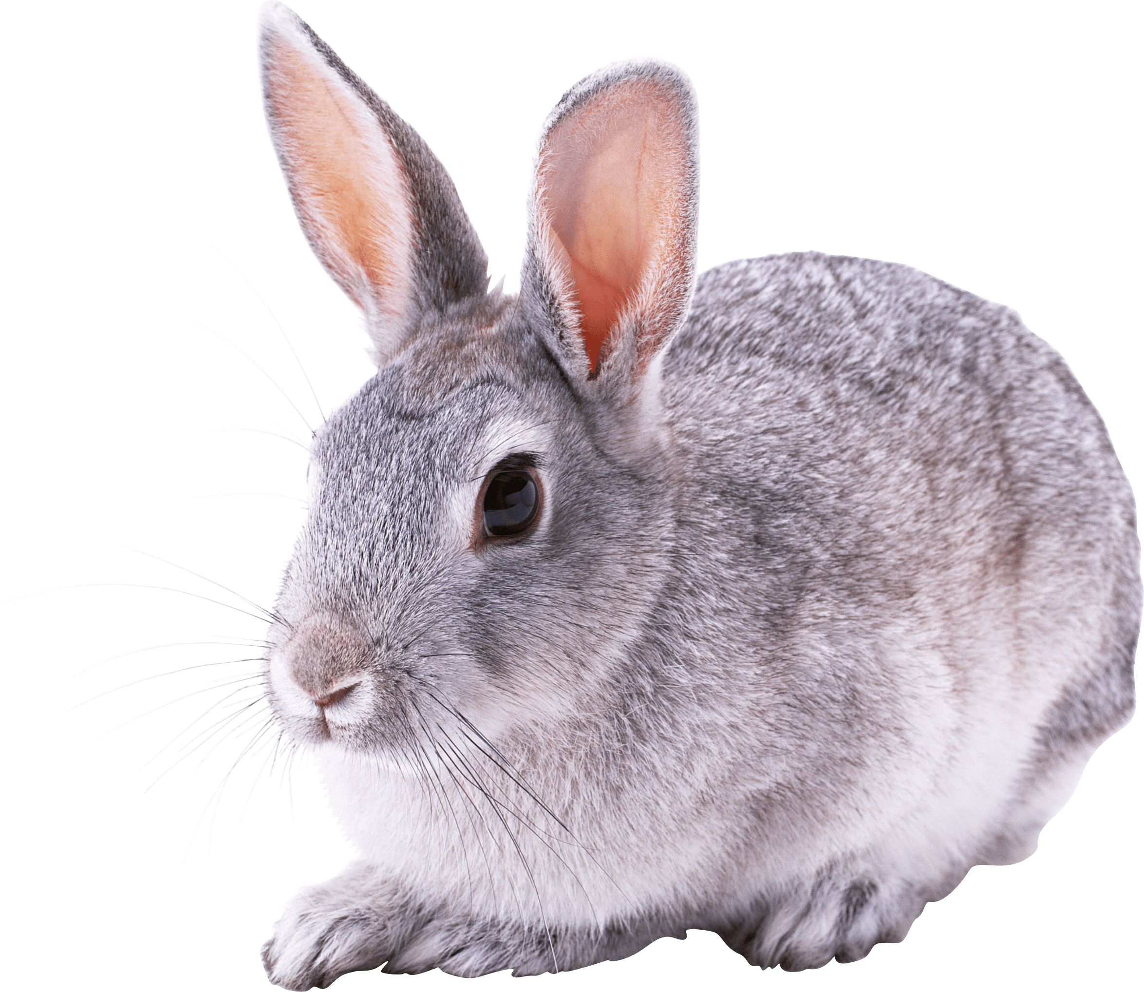 Rabbit Png Image Transparent PNG Image