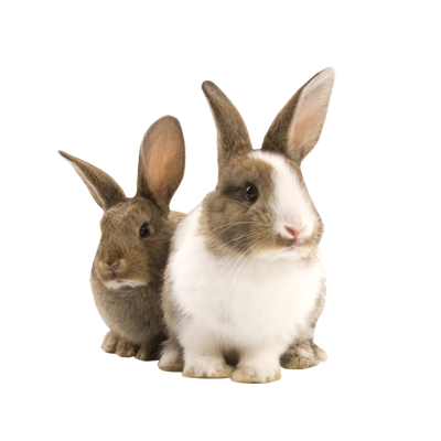 Transparent Pet Bunny Rabbit Transparent PNG Image