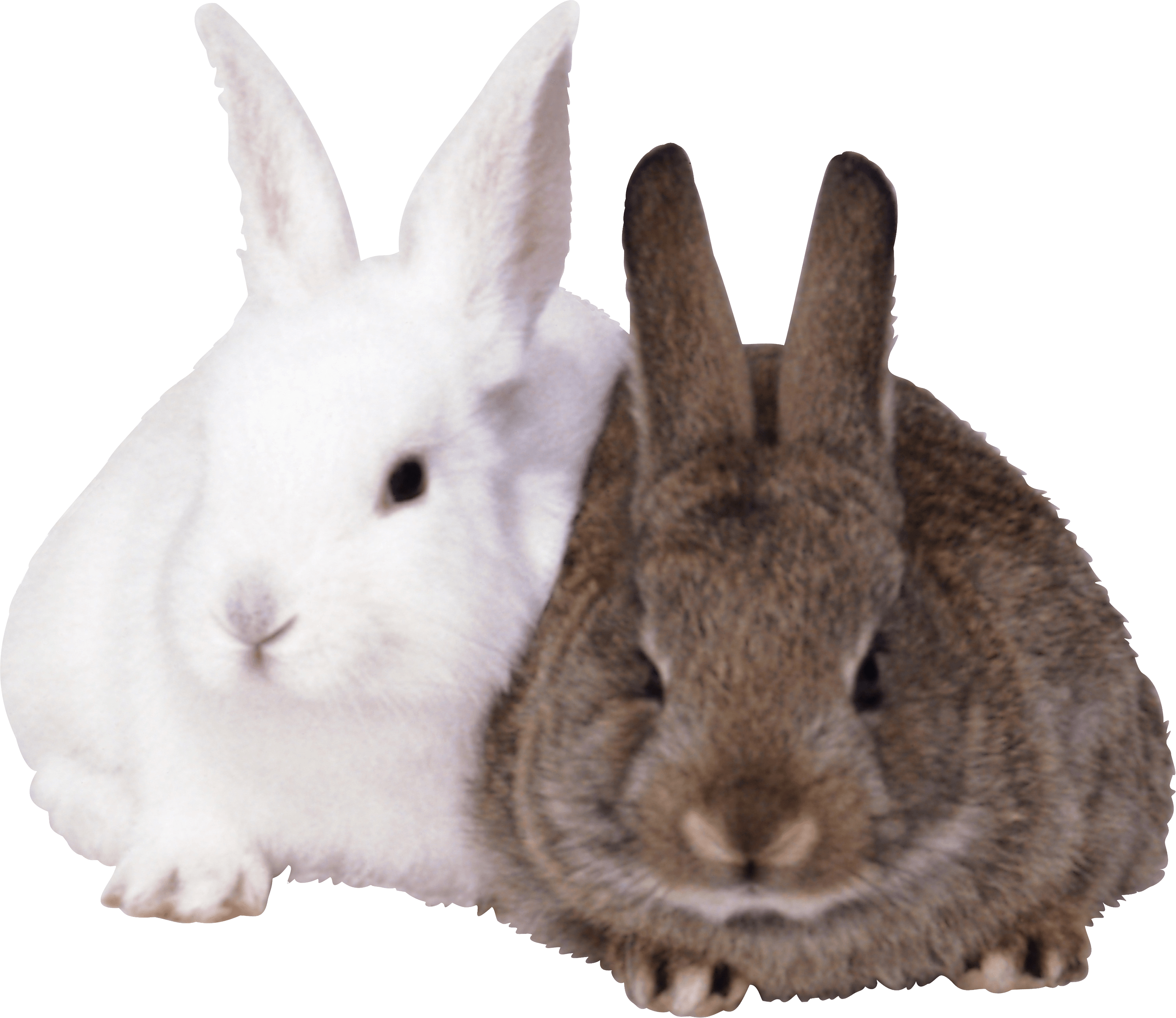 Rabbits Png Image Transparent PNG Image