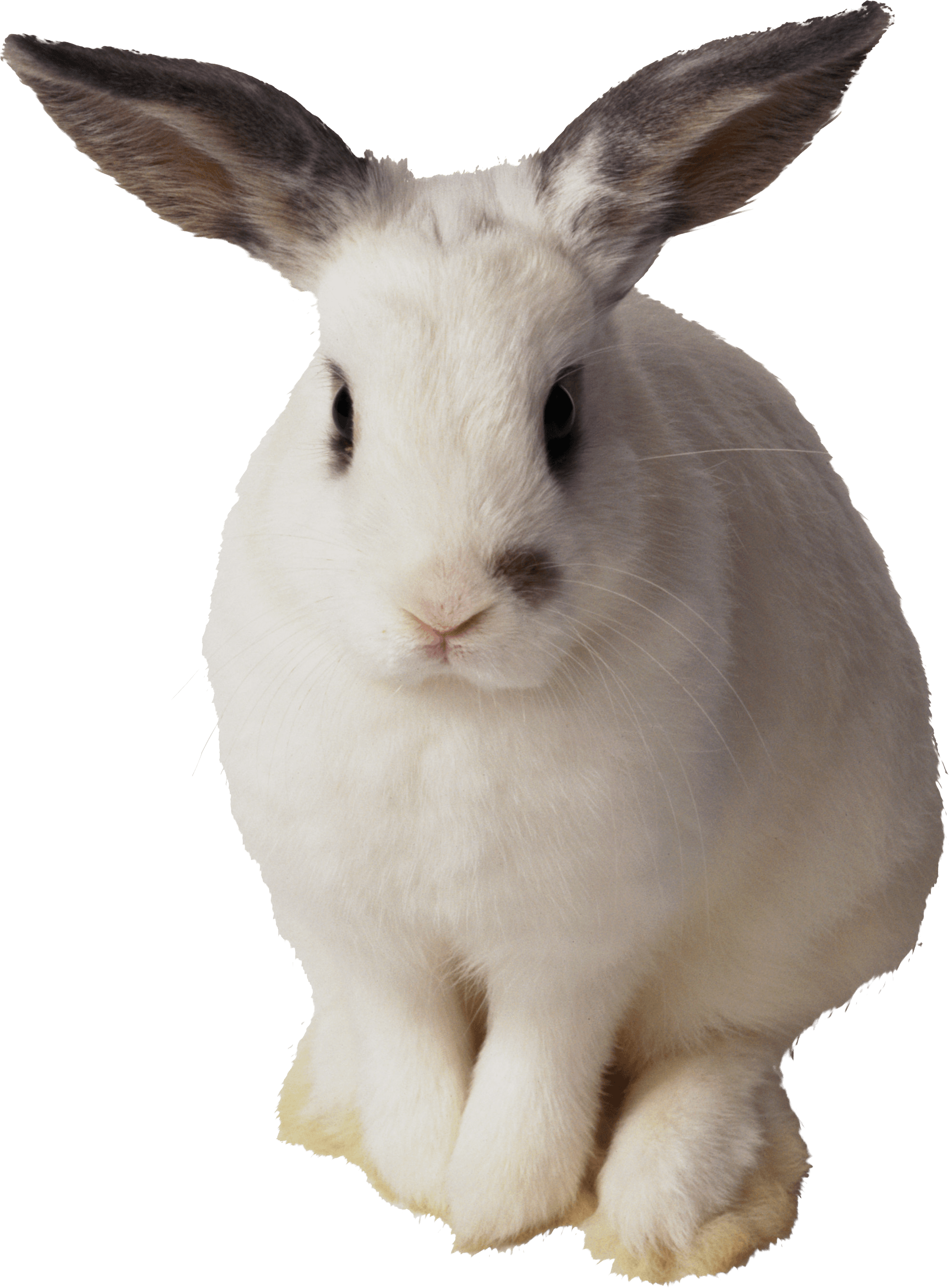 White Rabbit Png Image Transparent PNG Image