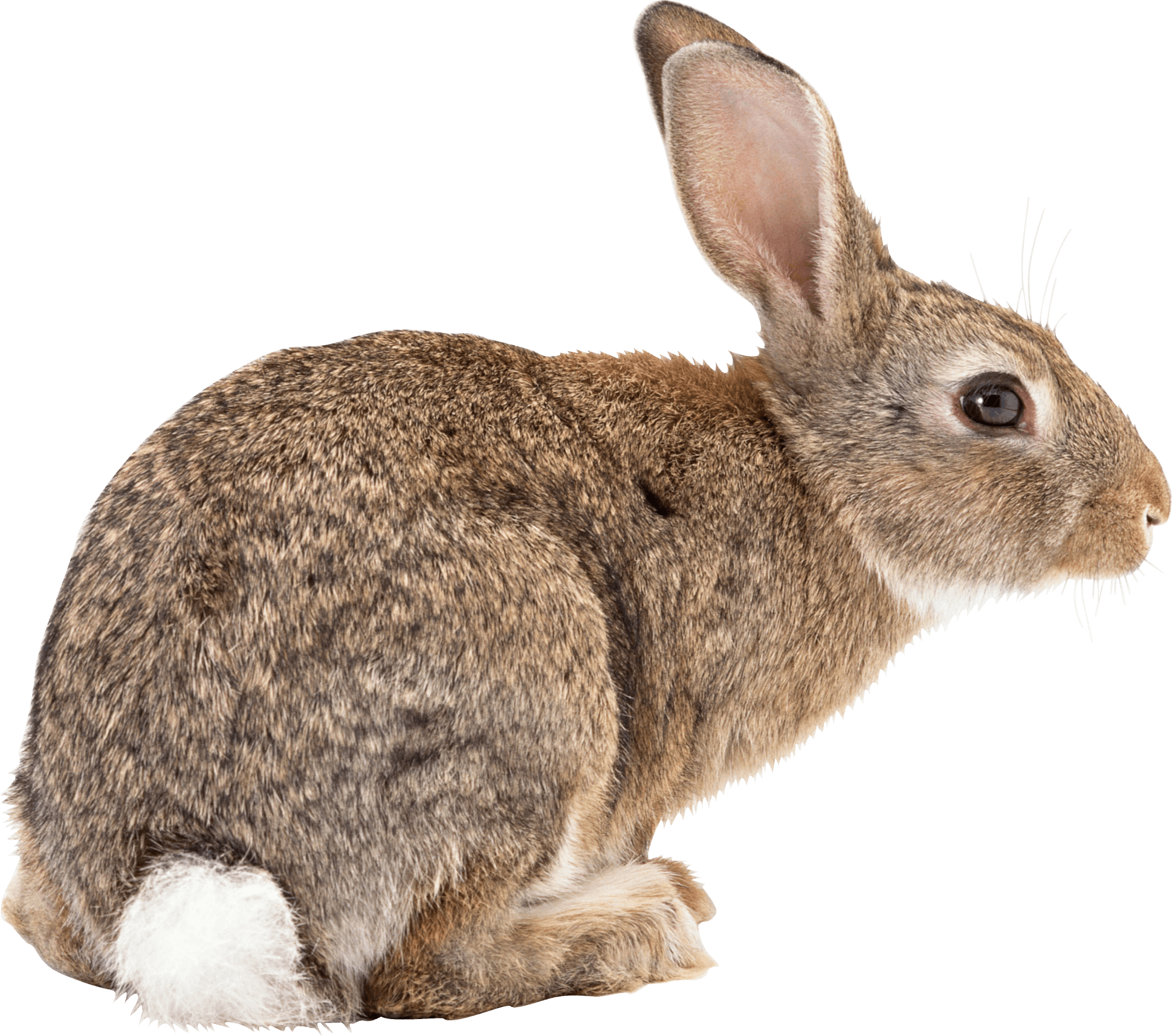 Rabbit Png Image Transparent PNG Image