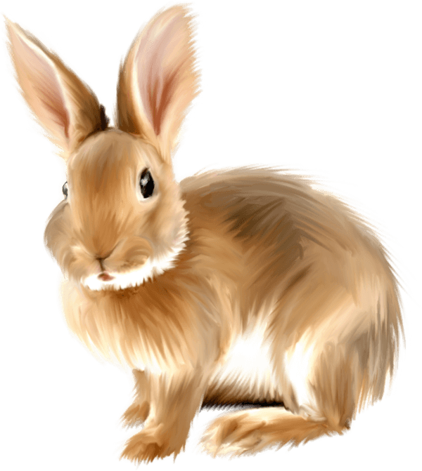 Rabbit Png Image Transparent PNG Image