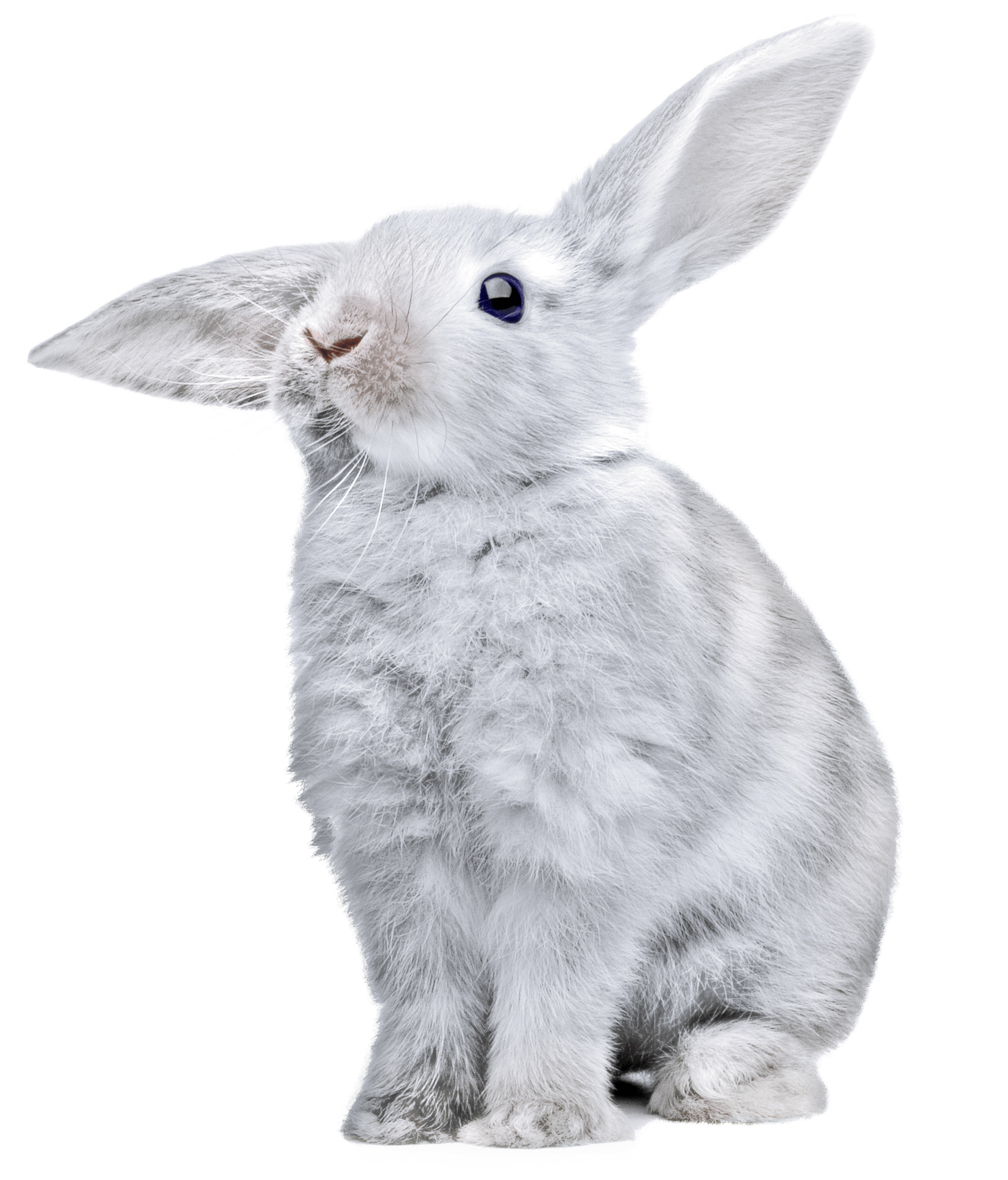 White Rabbit Png Image Transparent PNG Image