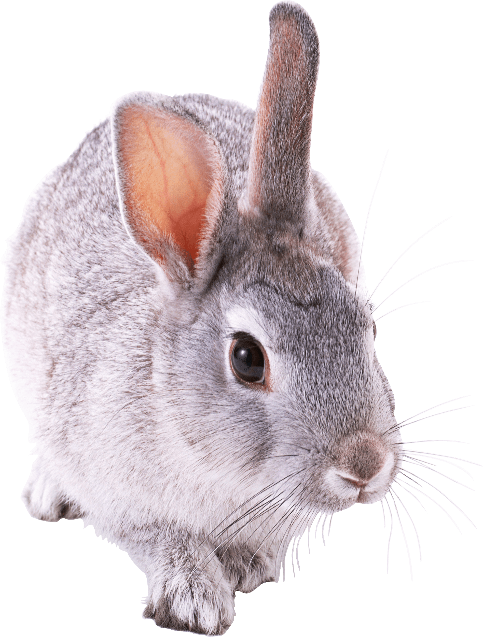 Rabbit Png Image Transparent PNG Image