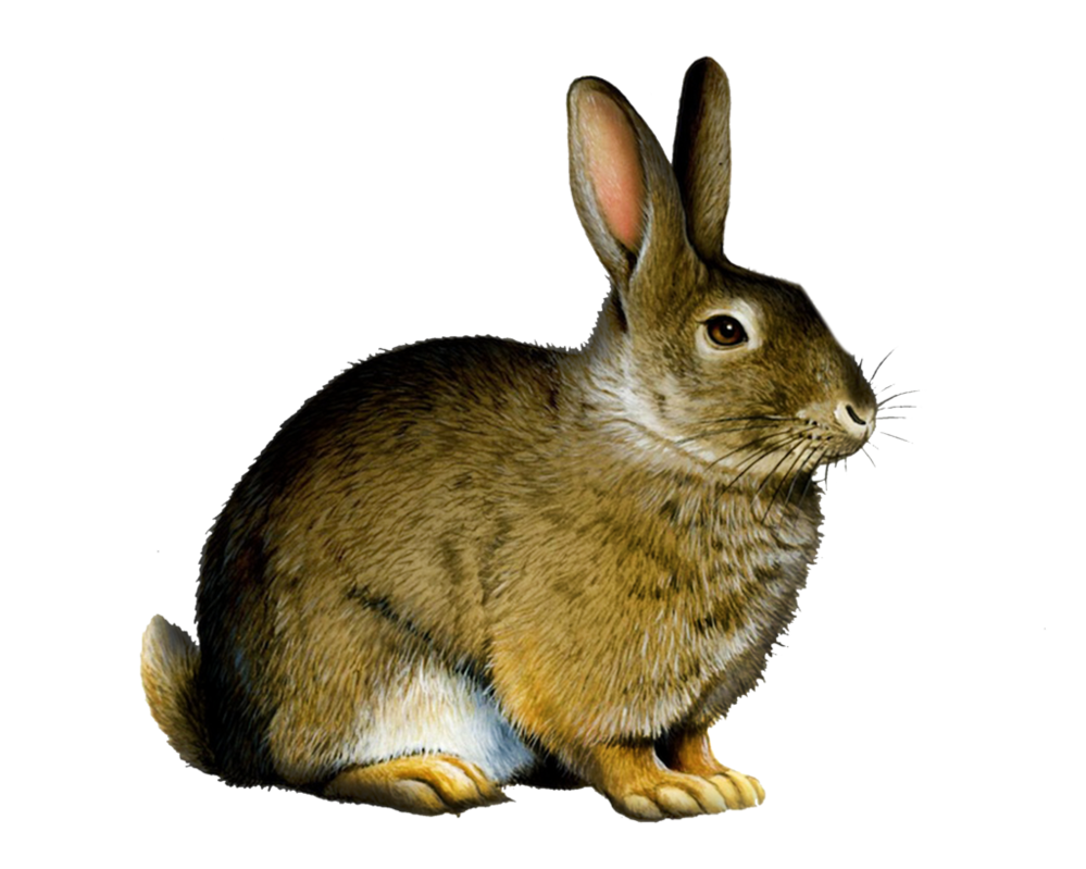 Rabbit Png Clipart Transparent PNG Image