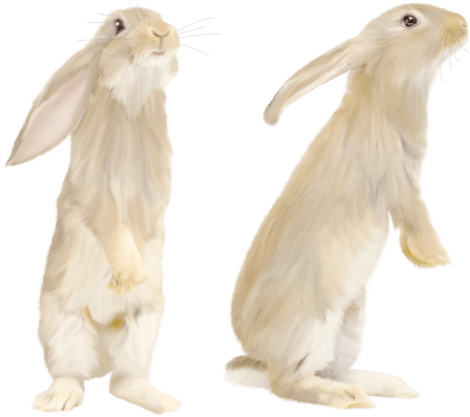 White Rabbit Png Image Transparent PNG Image