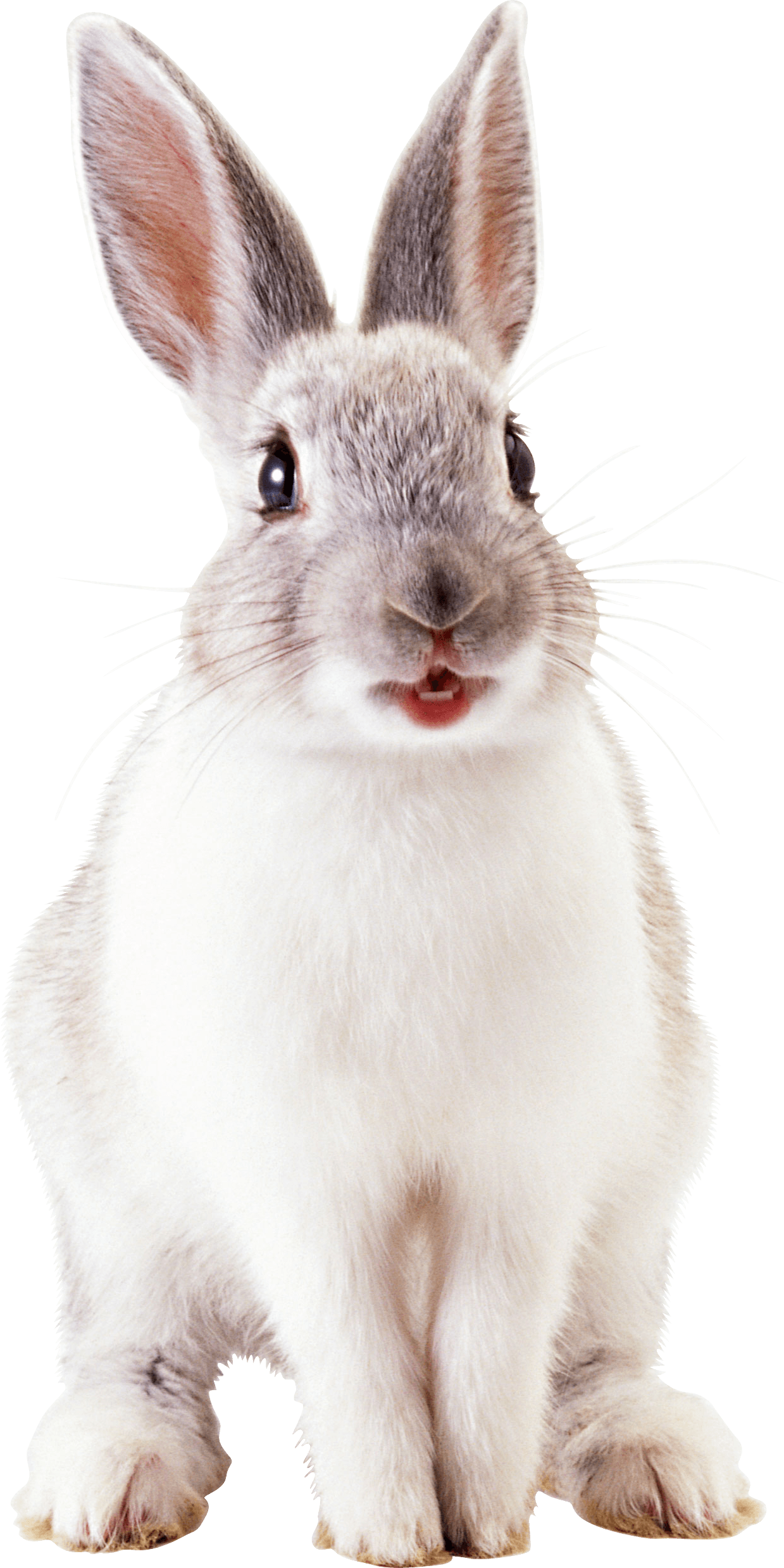 White Rabbit Png Image Transparent PNG Image