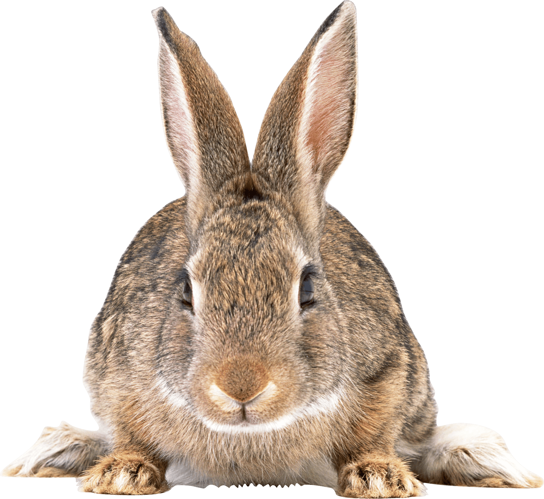 Gray Rabbit Png Image Transparent PNG Image