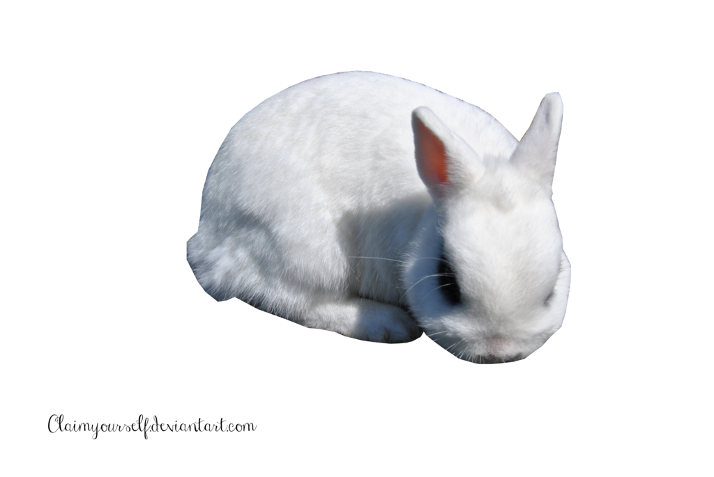 White Rabbit Clipart Transparent PNG Image