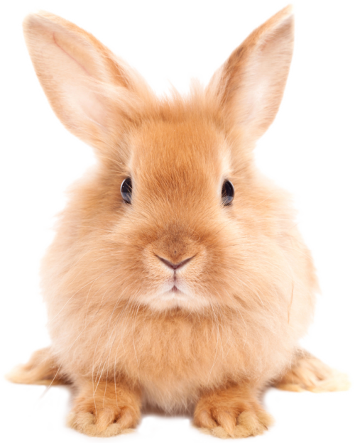 Easter Rabbit Hd Transparent PNG Image