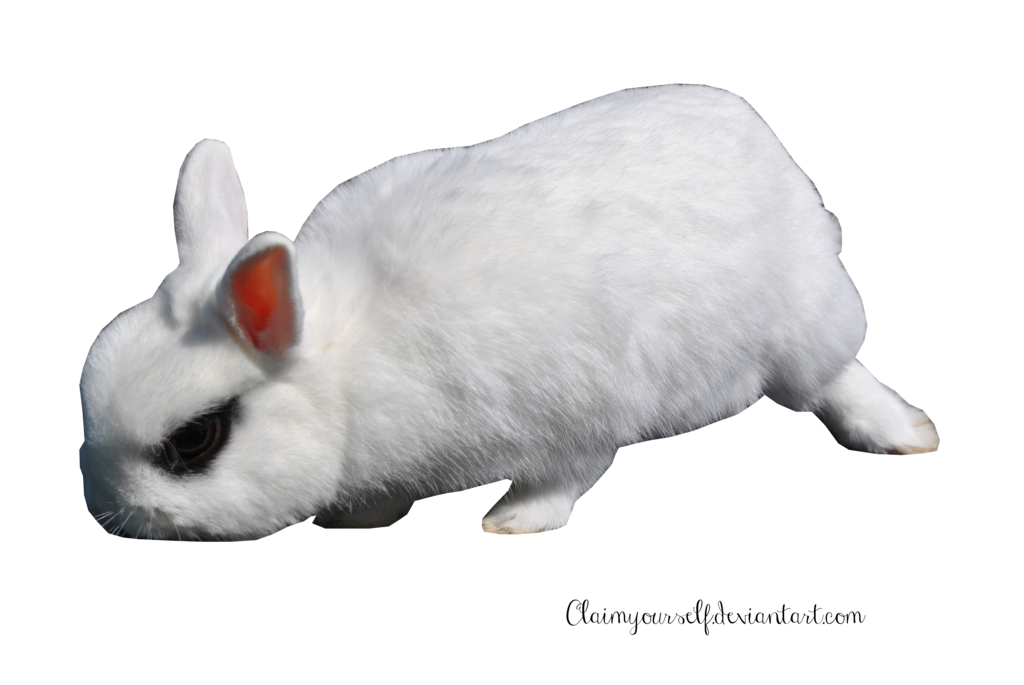 White Rabbit Transparent Image Transparent PNG Image